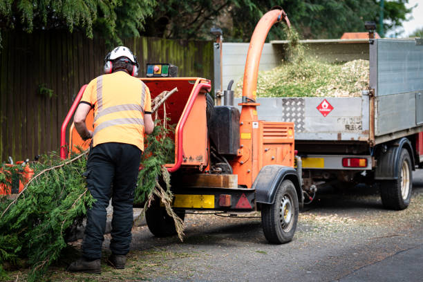 Trusted Mineral Springs, NC Tree Service Experts